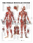 The Female Muscular System Anatomical Chart